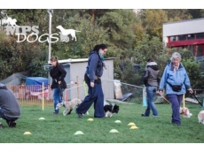 Fun & Play - Hundeschule Region Aarau