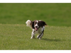 Come & Wait – Hundeschule (Abruf- und Bleib-Training)
