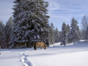 Toller Platz frei im Pferdeparadies, Jura