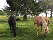 Toller Platz frei im Pferdeparadies, Jura