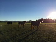 Toller Platz frei im Pferdeparadies, Jura