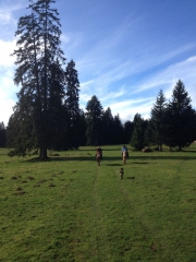 Toller Platz frei im Pferdeparadies, Jura