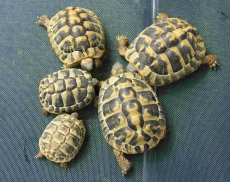 Diverse Landschildkröten