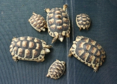 Diverse Landschildkröten
