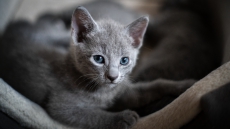 Russisch blau Kitten