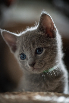 Russisch blau Kitten