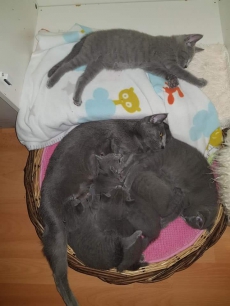 Russisch blau Kitten