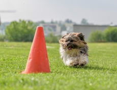 div. Hundekurse im Ausbildungszentrum Schöftland (mit Halle)