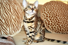 Bengal Kitten für Show, Zucht oder Liebhaber