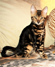 Bengal Kitten für Show, Zucht oder Liebhaber