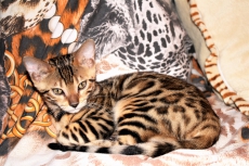 Bengal Kitten für Show, Zucht oder Liebhaber