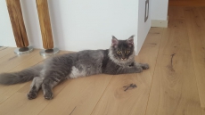 Main Coon Kitten zu verkaufen