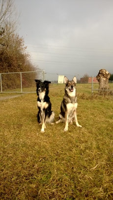 Tierfreunde gesucht für Selbständigkeit