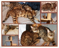 Hercules,Lion 2 bruder Bengalkater Reinrassige mit Stammbaum