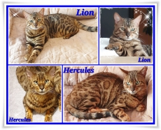 Hercules,Lion 2 bruder Bengalkater Reinrassige mit Stammbaum