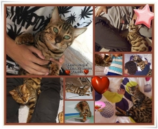 Hercules,Lion 2 bruder Bengalkater Reinrassige mit Stammbaum