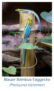 Blauer Bambus-Taggecko, Phelsuma klemmeri, aus eigener Zucht