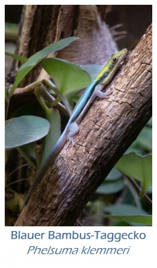 Blauer Bambus-Taggecko, Phelsuma klemmeri, aus eigener Zucht