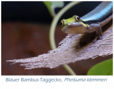 Blauer Bambus-Taggecko, Phelsuma klemmeri, aus eigener Zucht