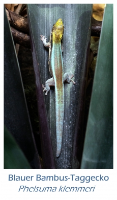 Blauer Bambus-Taggecko, Phelsuma klemmeri, aus eigener Zucht