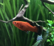 Wunderschöne Wagtail- Platy Babys abzugeben 