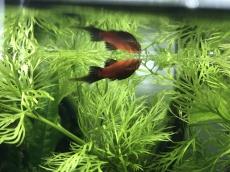 Wunderschöne seltene Pinselschwanz- Platy Babys 