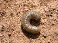 Nematoden gegen Larven, Raupen und Pflanzenschädlinge im Garten.