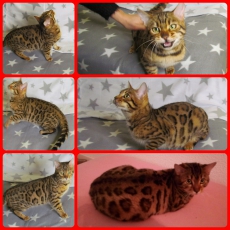 Reinrassige Bengal Kitten - mini Leoparden - Sofort auszugsbereit