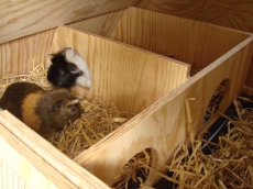 Fahrbarer Meerschweinchen-Stall, Kaninchen-Gehege