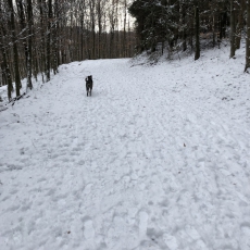 Hundebetreuung Tages-/oder Ferienbetreuung