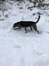 Hundebetreuung Tages-/oder Ferienbetreuung