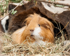 Hundespaziergänge und Tierbetreuung bei Ihnen zu Hause