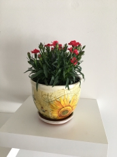 Blumentöpfe und Übertöpfe aus Ton und Keramik 