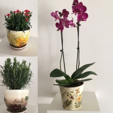 Blumentöpfe und Übertöpfe aus Ton und Keramik 