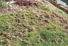 Dachs und andere Wildtiere im Garten vertreiben. Schweiz.