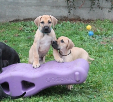 Praktikum in Hundezucht