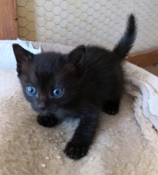 Schwarze Oriental-Kitten (ebony), 12 Wochen alt