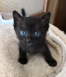 Schwarze Oriental-Kitten (ebony), 12 Wochen alt