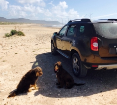 SUV + Freizeit- und Camperfahrzeug - Dacia Duster