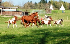 Reitlager auf dem Elfenhof vom 14 bis 18 Oktober