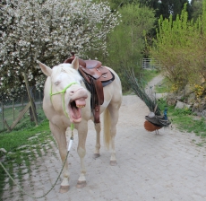 Reitlager auf dem Elfenhof vom 14 bis 18 Oktober