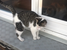 Kinderfreundlicher Kater von Bauernhof