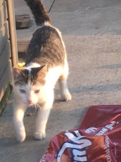 Kinderfreundlicher Kater von Bauernhof