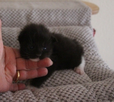 Main Coon Kitten