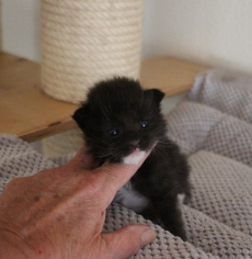 Main Coon Kitten