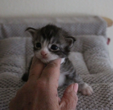 Main Coon Kitten