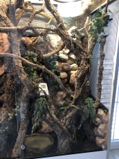 Wunderschönes Terrarium