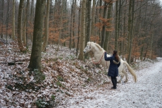 Pferdekommunikation/ Horsemanship/ Unterricht / Problempferd