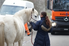 Pferdekommunikation/ Horsemanship/ Unterricht / Problempferd