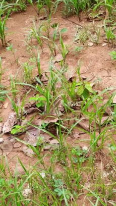 Brasilien 4'000 Ha grosses Tiefpreis - Grundstück in Para